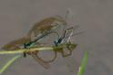 Ischnura capreolus (Tiny Forktail) in cop.jpg